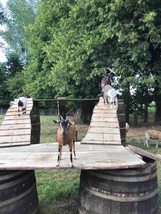 Gite Ferme Cidricole Et Laitiere Villa Magny-le-Desert Екстериор снимка